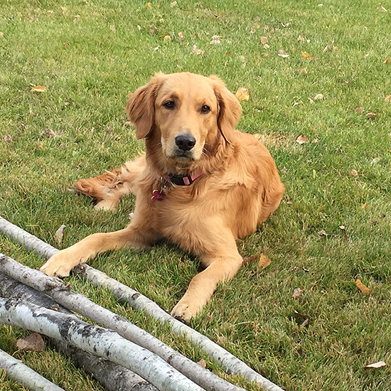 golden retriever lying in grass by a small pile of long, thin, cut trees