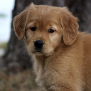 outdoor sideview photo of front half of golden retriever puppy