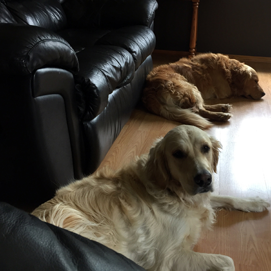 indoor photo of two adult golden retrievers lying next to couch