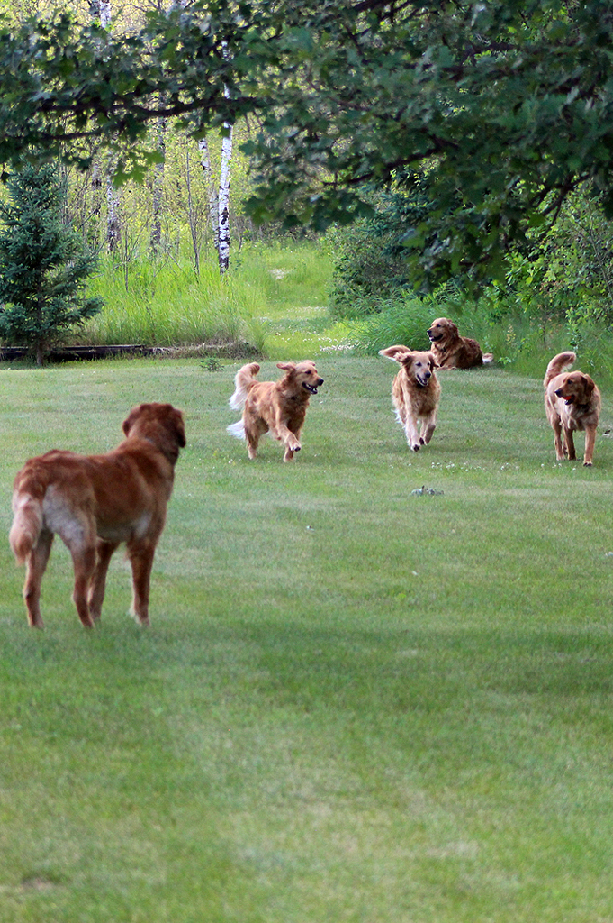 outdoor photo of five adult golden retrievers playing in a yard