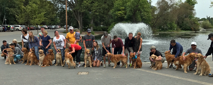 large group of golden retrievers and their owners gathered at a park