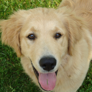 close up of young golden retriever looking upward