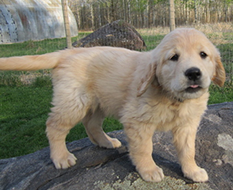 outdoor photo of a golden retriever puppy standing on a large rock in yard