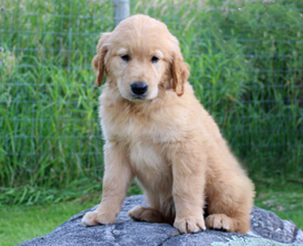 outdoor photo of a golden retriever puppy sitting on a large rock in yard