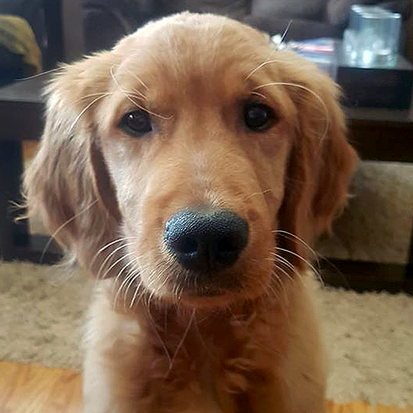 indoor, closeup of young golden retriever puppy