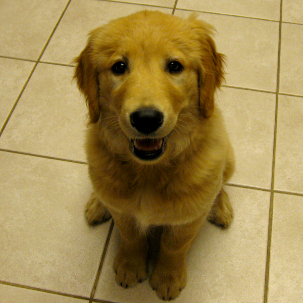 young golden retriever puppy sitting nicely looking up at camera