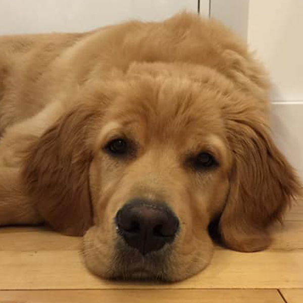 young golden retriever puppy lying on wood floor looking directly into camera