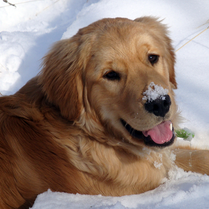 young golden retriever lying in the snow with a bit of snow on nose