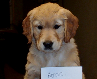 indoor photo of upper body of a golden retriever puppy