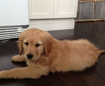 golden retriever puppy lying on kitchen floor