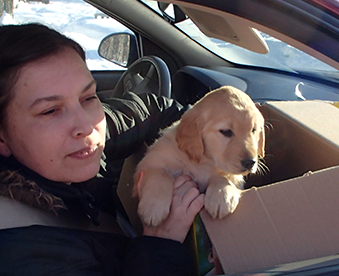 woman sitting in car holding a golden retriever puppy in a cardboard box