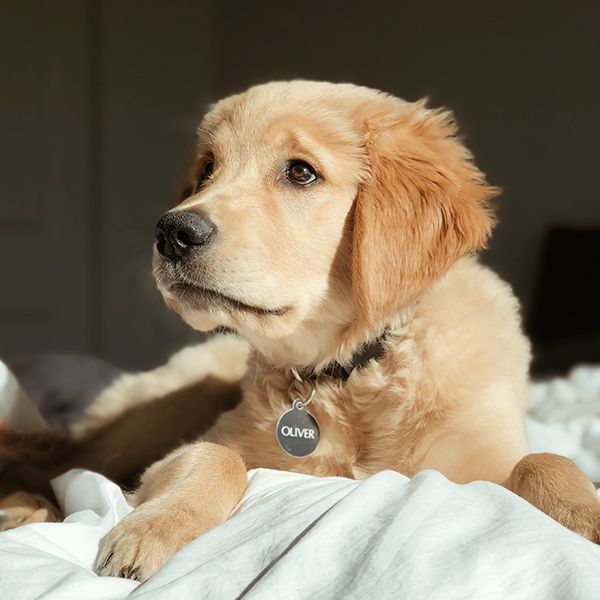 young golden retriever puppy lying on a bed