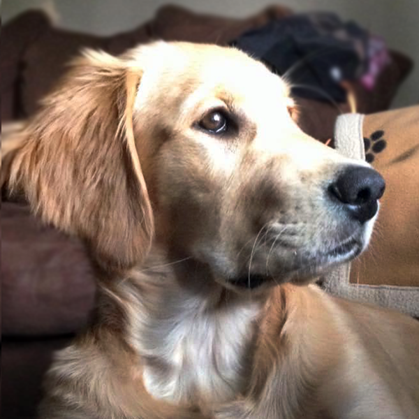 closeup, indoor photo of young golden retriever puppy side face profile