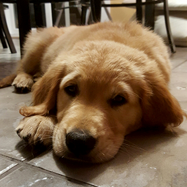 young golden retriever lying down looking into camera