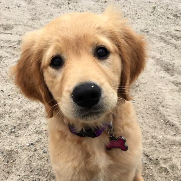 young golden retriever puppy looking up into camera